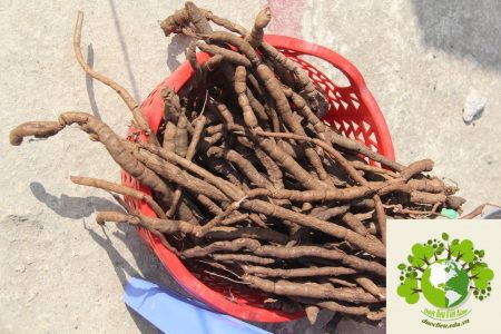 ba kích giả ở hà giang