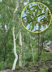 cây bạch đàn giàu cineol