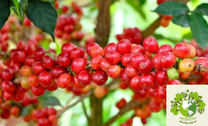 Cây Cà Phê