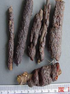 cây cánh kiến đỏ