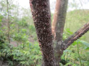 cây cánh kiến đỏ