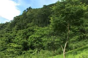 cây cánh kiến đỏ