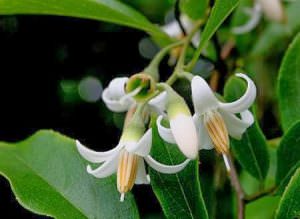 cây cánh kiến trắng