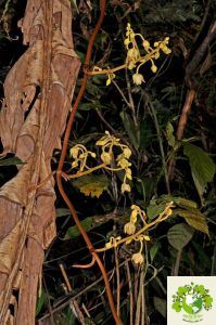 cây sâm bòi vịt