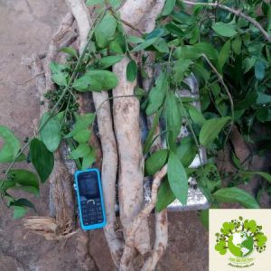 cây sâm xuyên đá