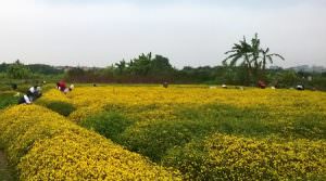 cây thuốc việt nam