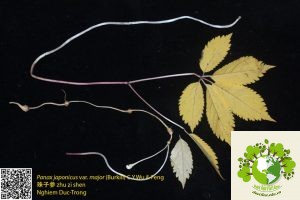 châu tử sâm - sâm nhật