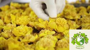 chế biến trà hoa vàng