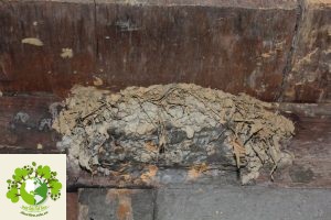 chơi chim ở hà giang