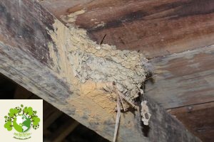 chơi chim ở hà giang