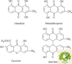 Cây cốt khí muồng