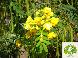 Cây cốt khí muồng