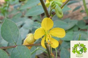 Cây cốt khí muồng