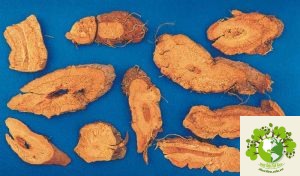 Cây cốt khí củ