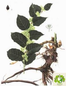 Cây cốt khí củ