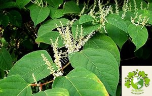 Cây cốt khí củ