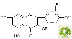 Cây cốt khí củ