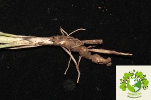 của sâm cau thật