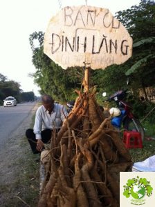 đinh lăng rừng