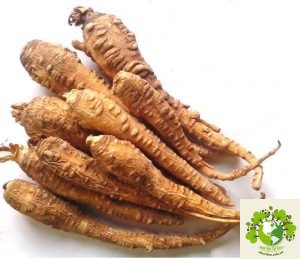 Dược liệu Bạch chỉ