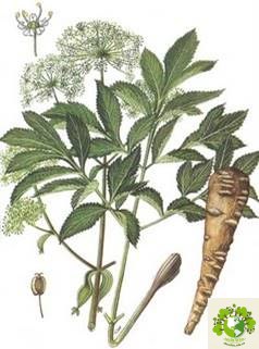 Dược liệu Bạch chỉ