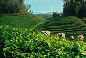 dược liệu miền núi