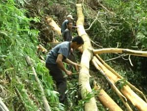 cây quế việt nam