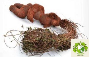 Cây hà thủ ô đỏ