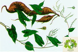 Cây hà thủ ô đỏ