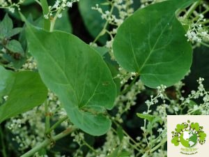 Cây hà thủ ô đỏ