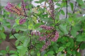 cây hương nhu tía