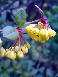 cây hoàng liên gai