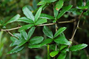 cây hoàng liên gai