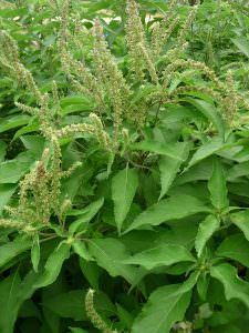 cây hương nhu trắng