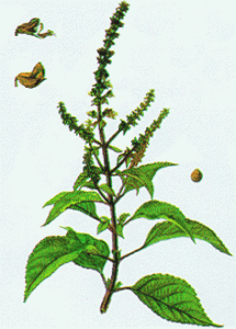 cây hương nhu trắng