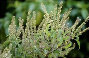 cây hương nhu trắng