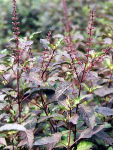 cây hương nhu tía