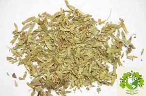 Cây Phan Tả Diệp