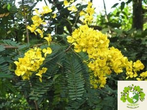 Cây Phan Tả Diệp