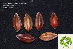 quả sử quân tử