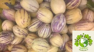 quả sâm rừng sapa