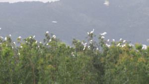 cây bạch đàn giàu cineol