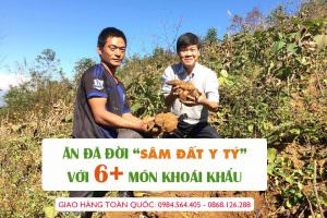 chế biến sâm đất yacon