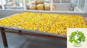 sản xuất trà hoa vàng