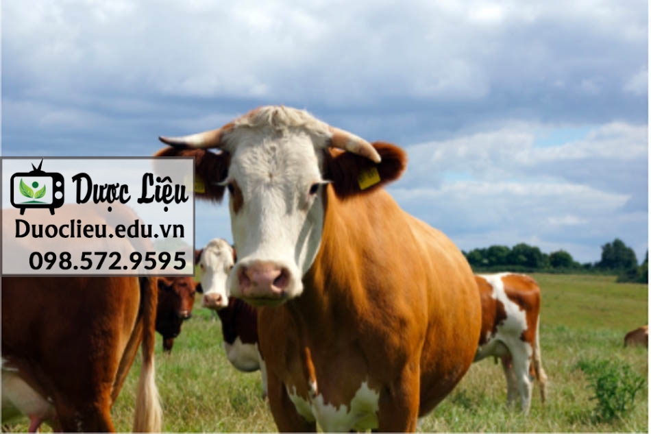 Trang trại lấy sữa non tại tập đoàn APS Biogroup Hoa Kỳ