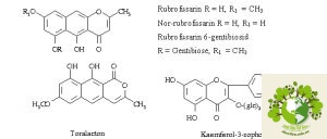 Cây thảo quyết minh