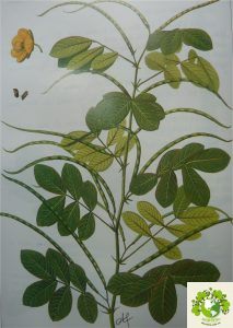 Cây thảo quyết minh