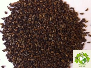 Cây thảo quyết minh