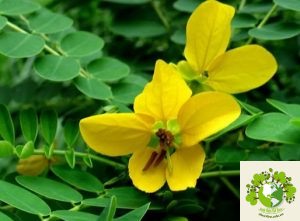 Cây thảo quyết minh