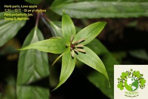 Thất Diệp Nhất Chi Hoa